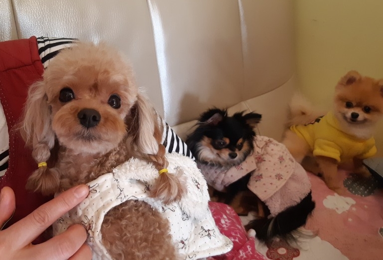 멍멍나래 이미지