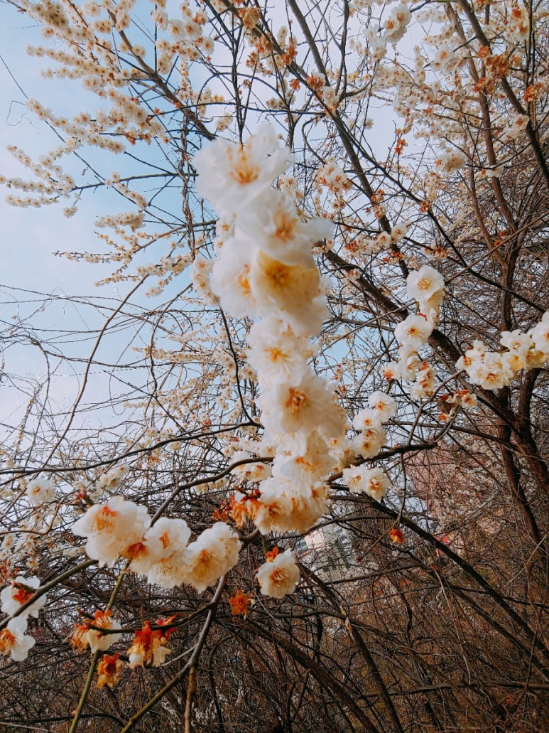 보령산양산삼 이미지