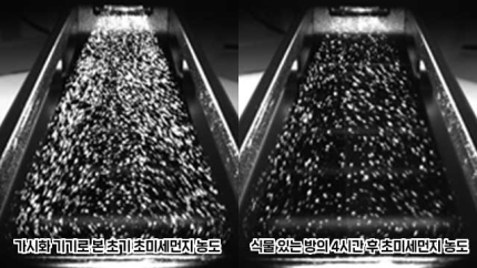 미세잎 이미지