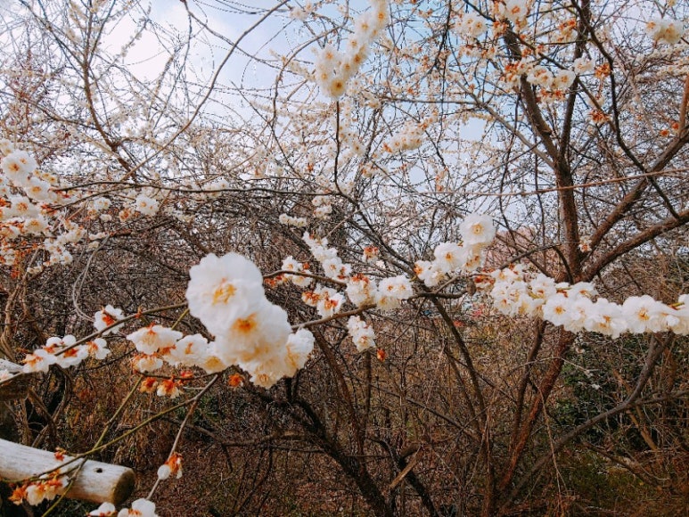보령산양산삼 이미지