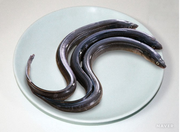 힘이난다장어 이미지
