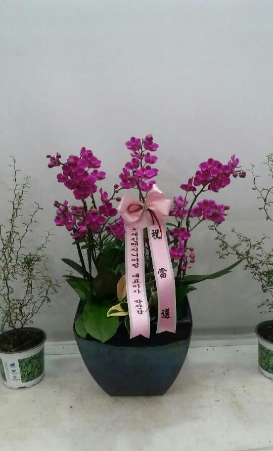 로또플라워 이미지