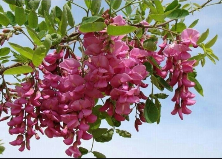 천년가요 이미지