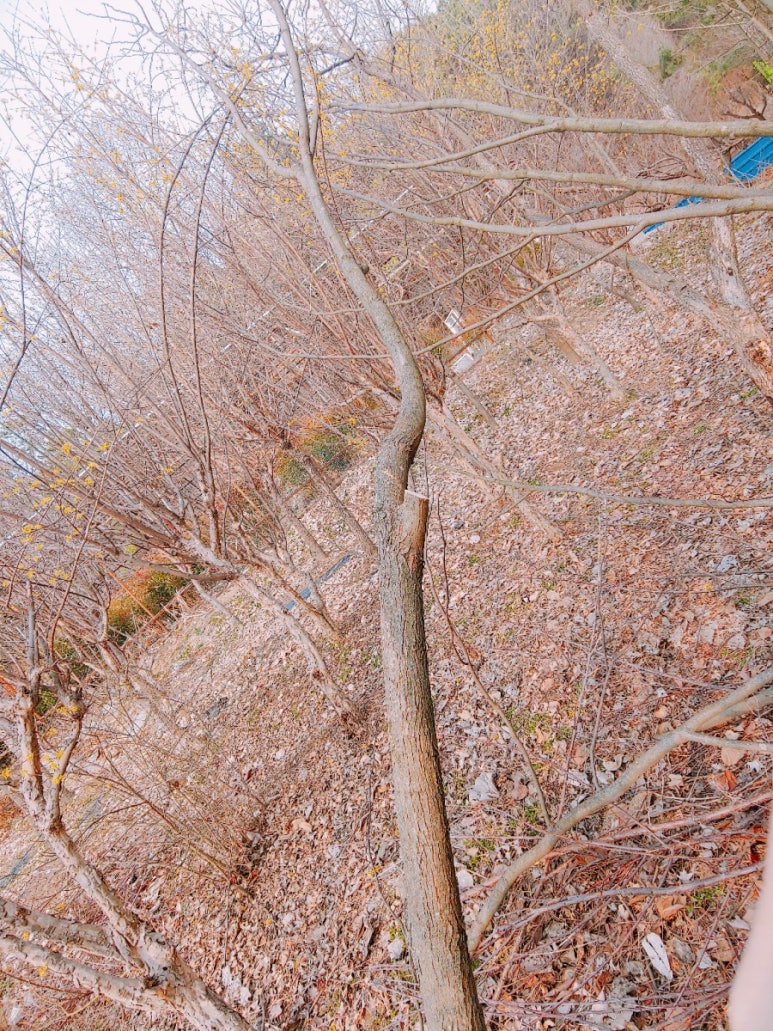 보령산양산삼 이미지