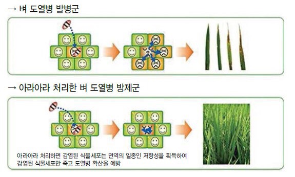 아라아라 이미지