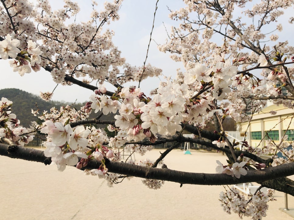 천상초등학교 이미지