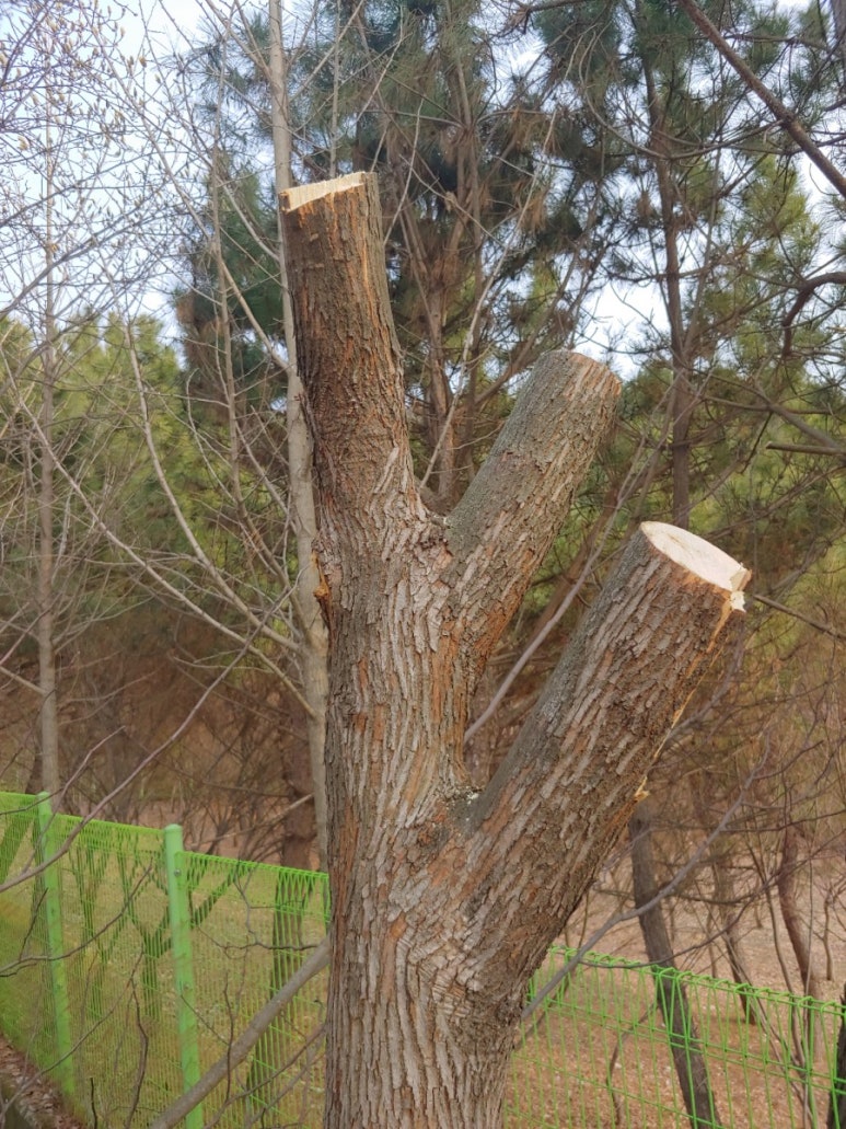 보령산양산삼 이미지