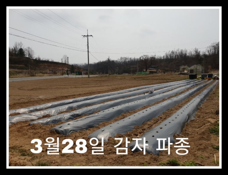 안동흙돼지농장 이미지