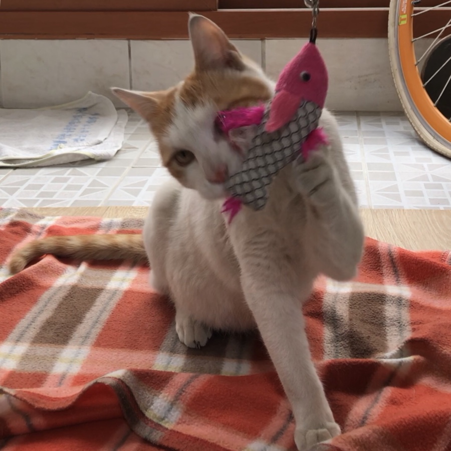 도도치킨카페 이미지