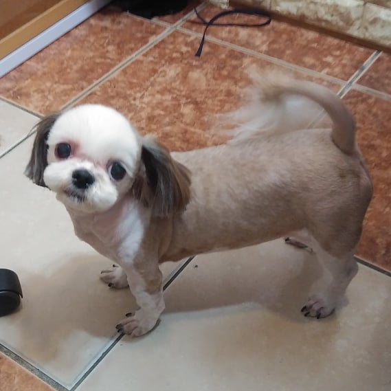 멍멍나래 이미지