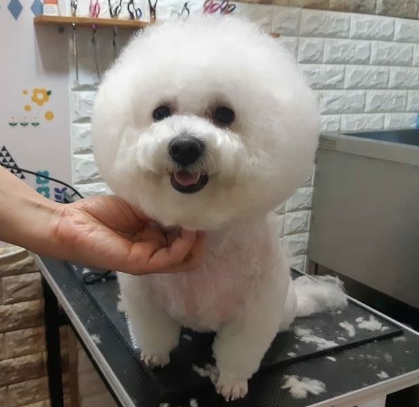 멍멍나래 이미지