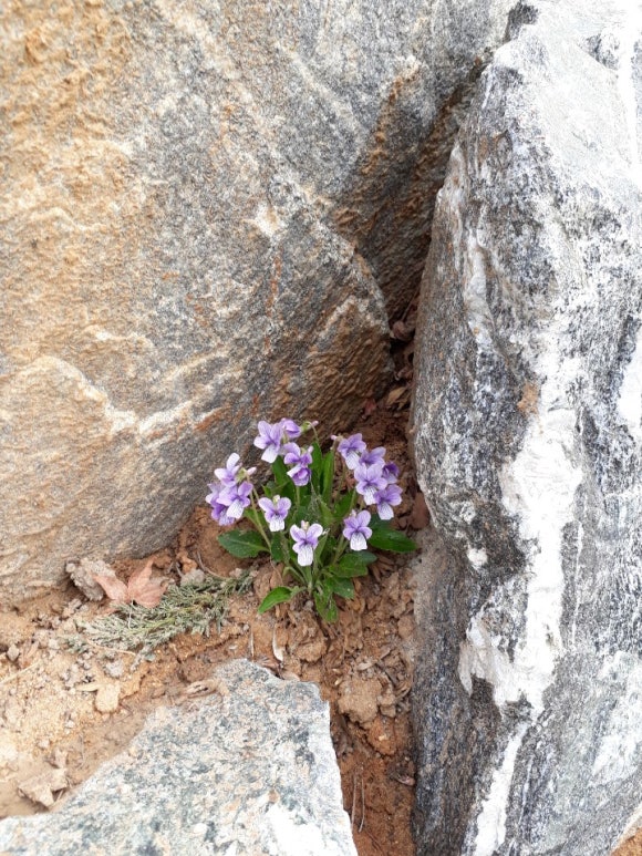 항아리와바위솔 이미지