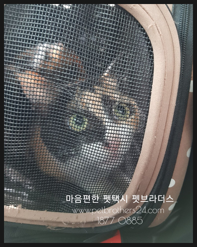 엘도라도복권 이미지