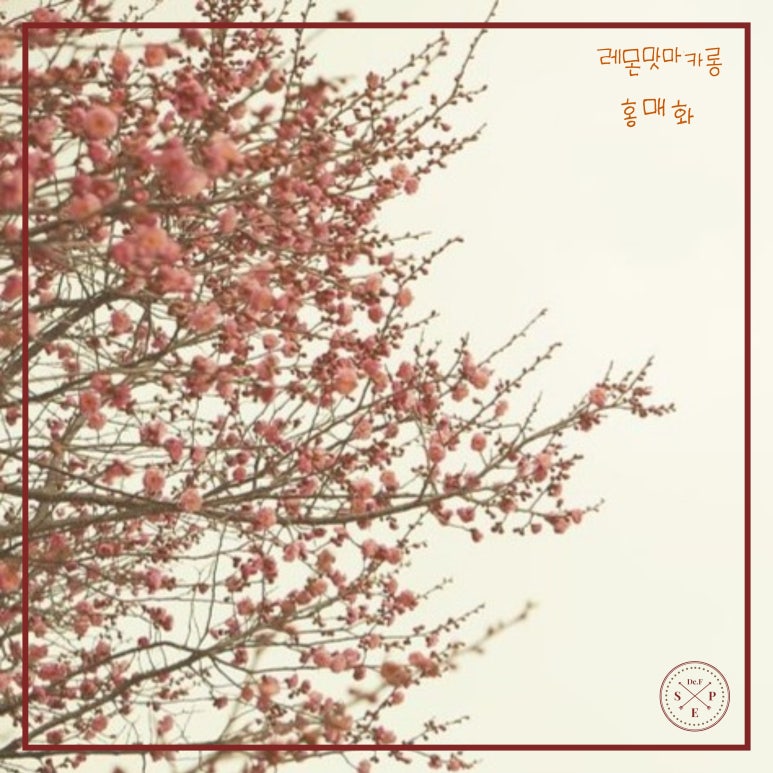 레몬사운드 이미지