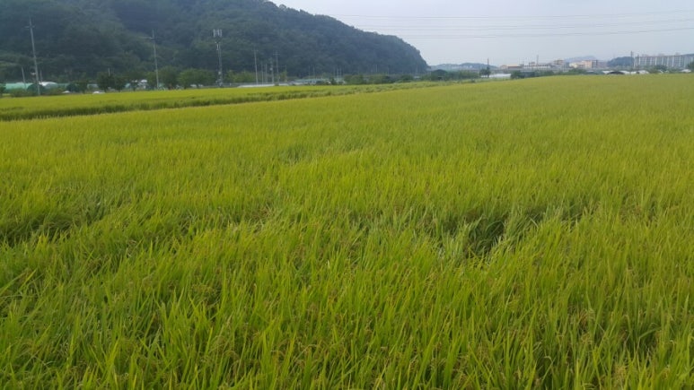 헬로서치주 이미지