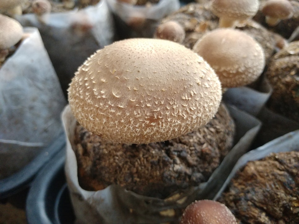 솔빛농원 이미지
