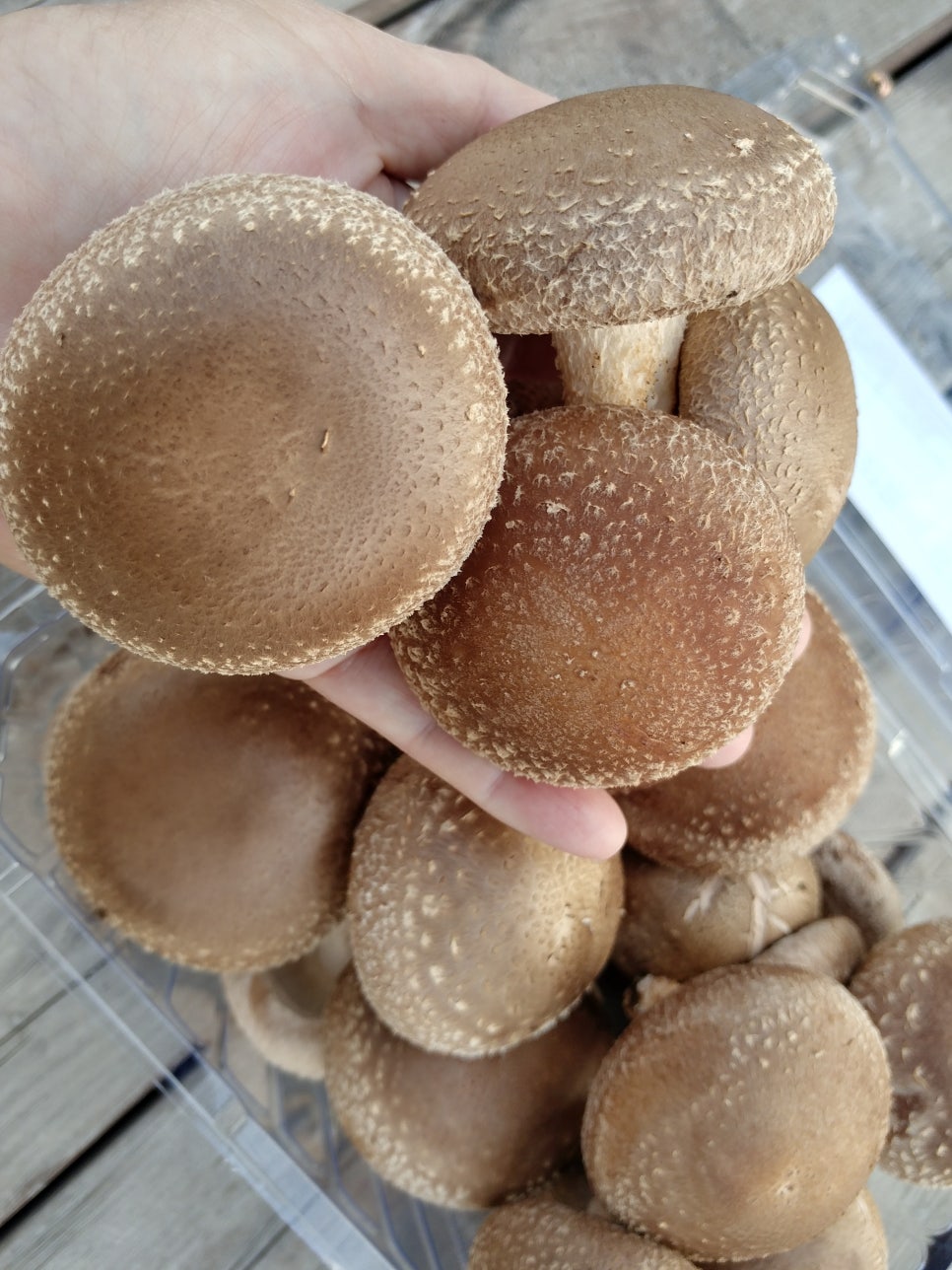솔빛농원 이미지