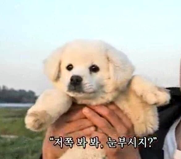곰도리 이미지