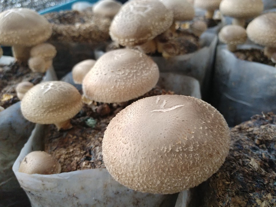 솔빛농원 이미지