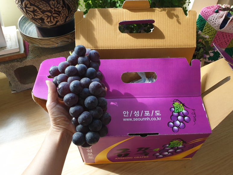 안성서운포도 이미지