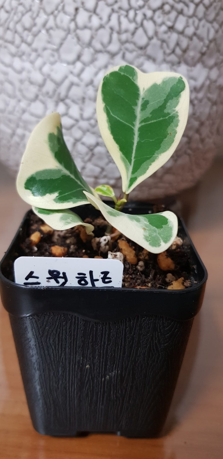 큐티수피아 이미지