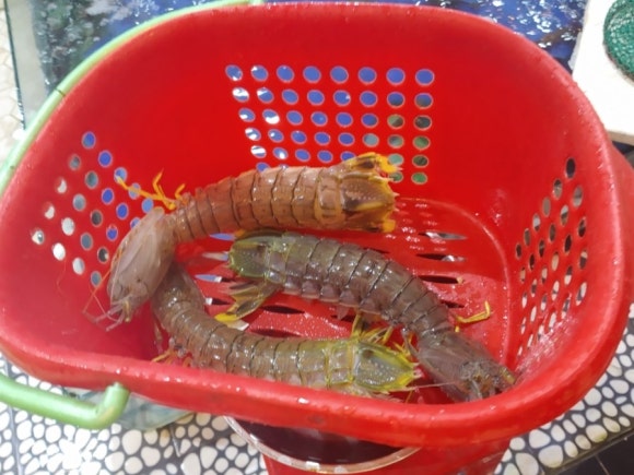 피시포유 이미지