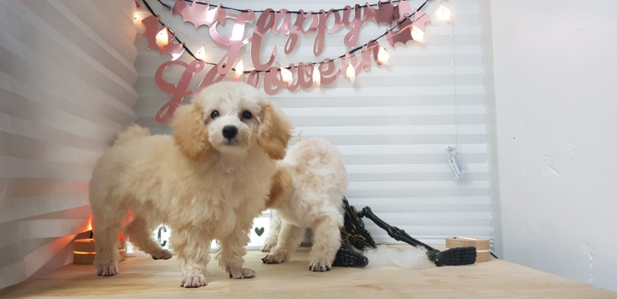 큐브애견미용학원 이미지