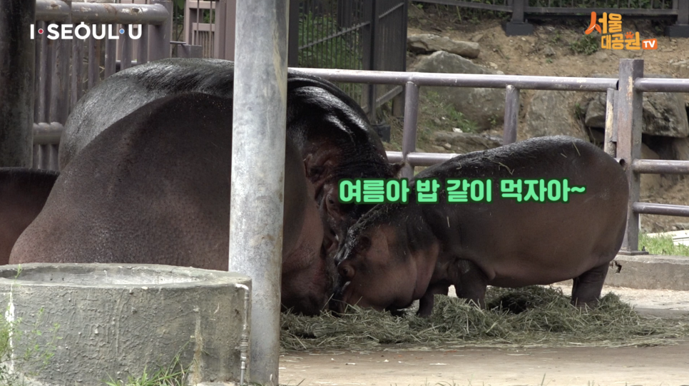 하마사 이미지