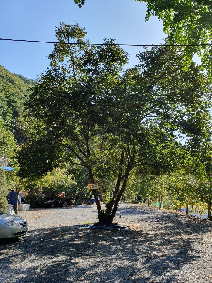 광덕산관광농원호두나무캠핑장 이미지