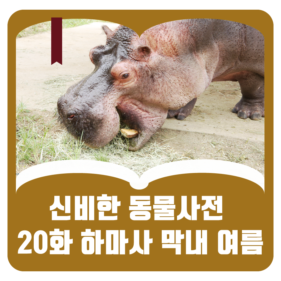 하마사 이미지