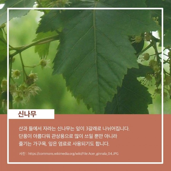 에듀나무 이미지