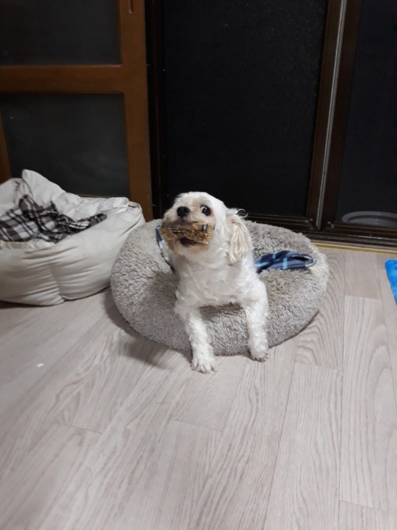 보리사랑 이미지
