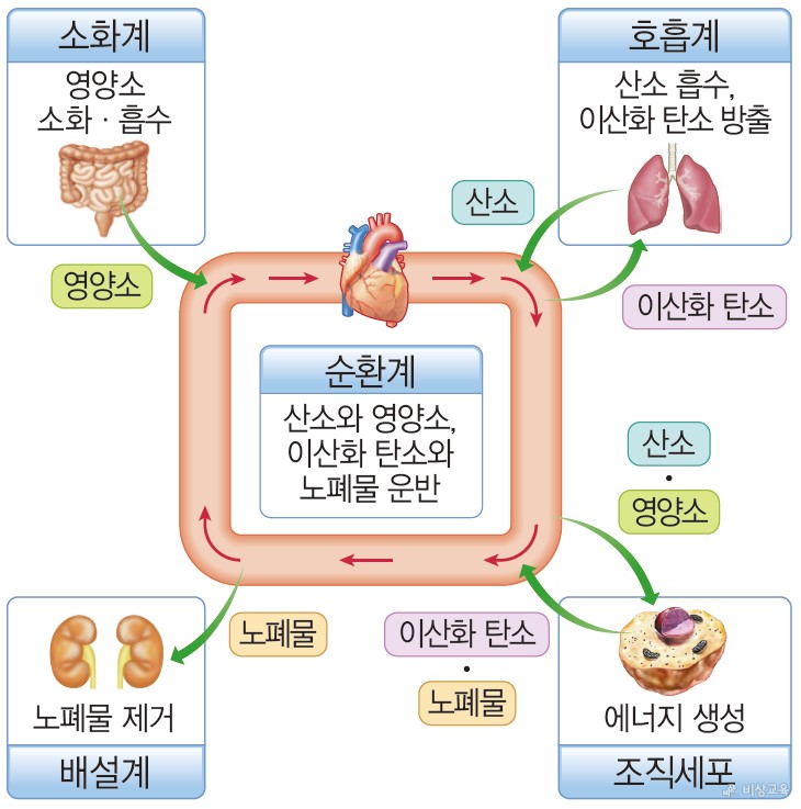 Ⅱ.사람의 물질대사-노폐물의 배설과 기관계의 통합적 작용(소화계, 순환계, 호흡계, 배설계의 상호 작용) : 네이버 블로그