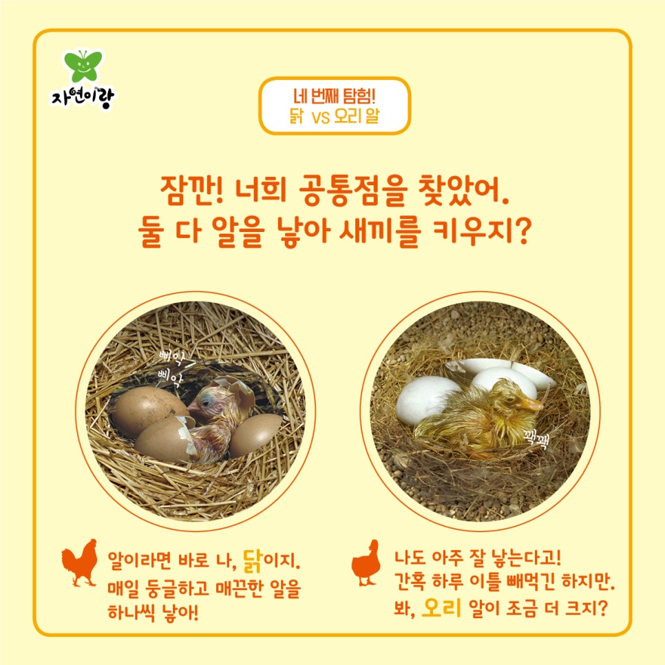 닭과 오리 이미지