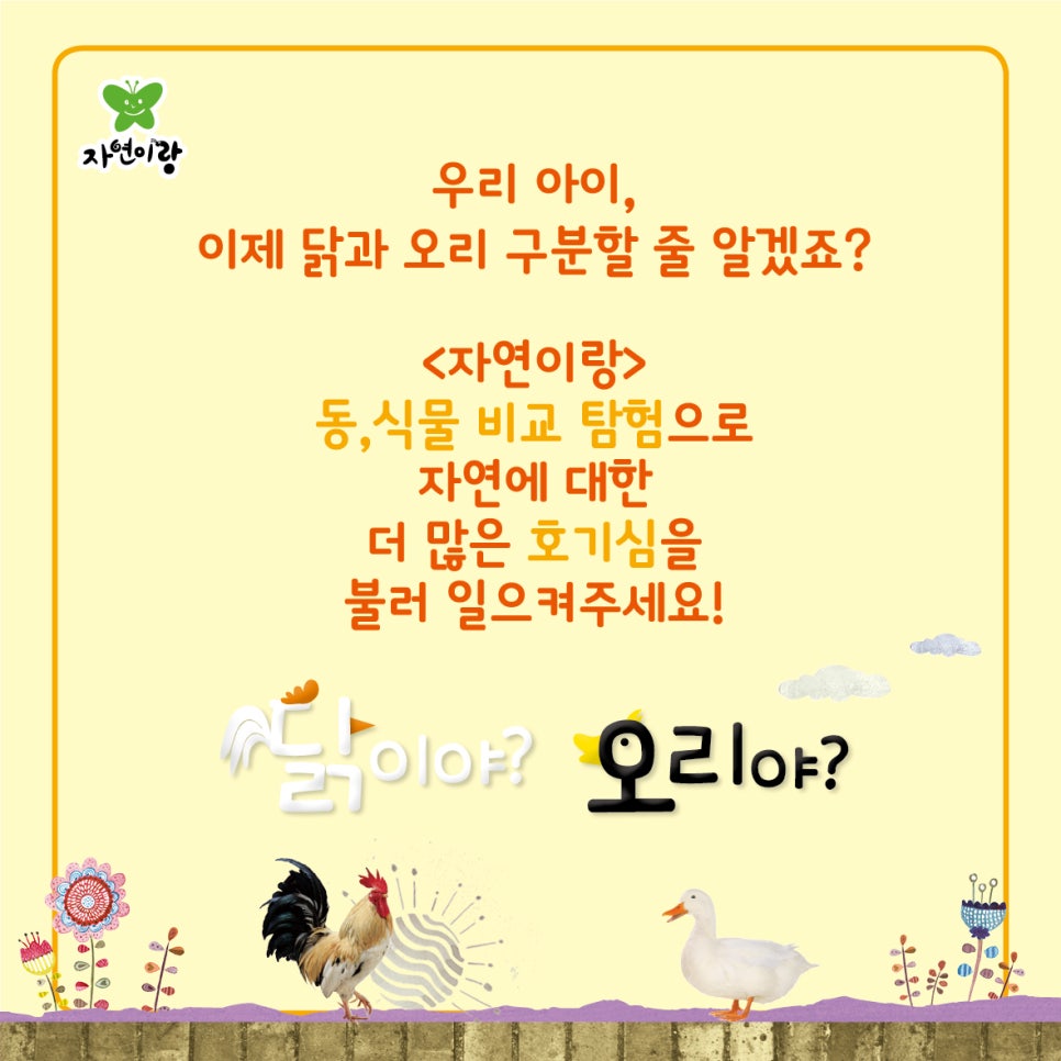 닭과 오리 이미지