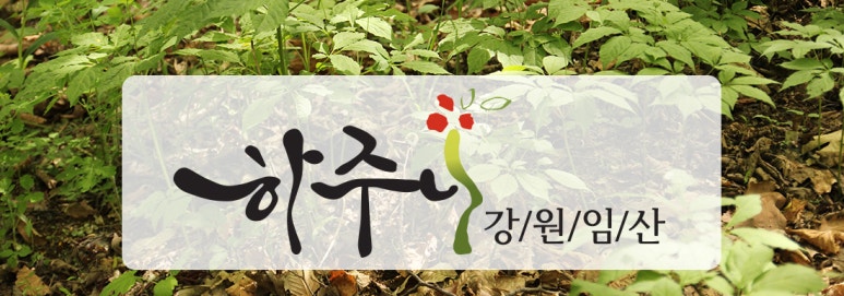 강원산양산삼 이미지