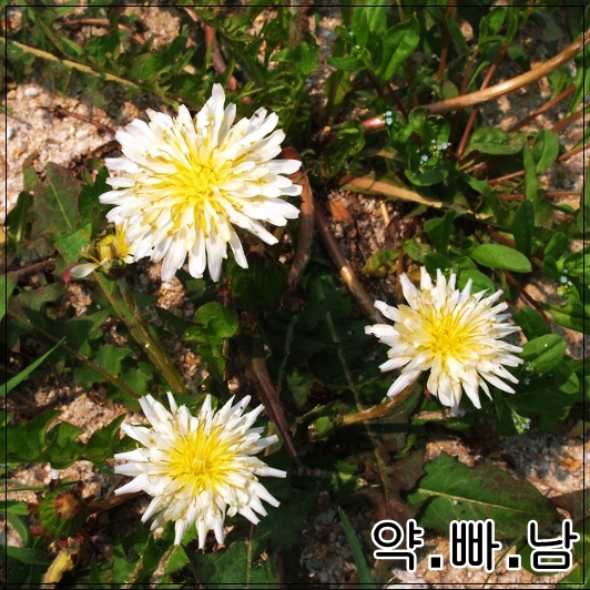 토종흰민들레식품 이미지