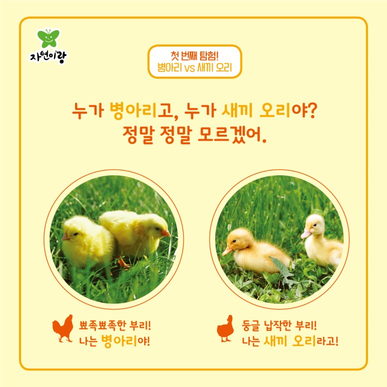 닭과 오리 이미지