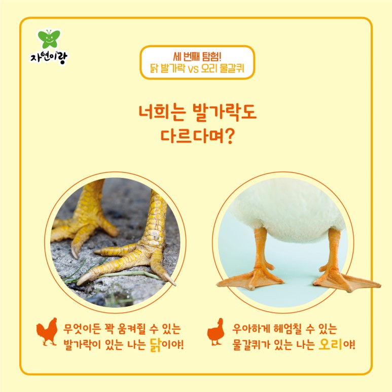 닭과 오리 이미지
