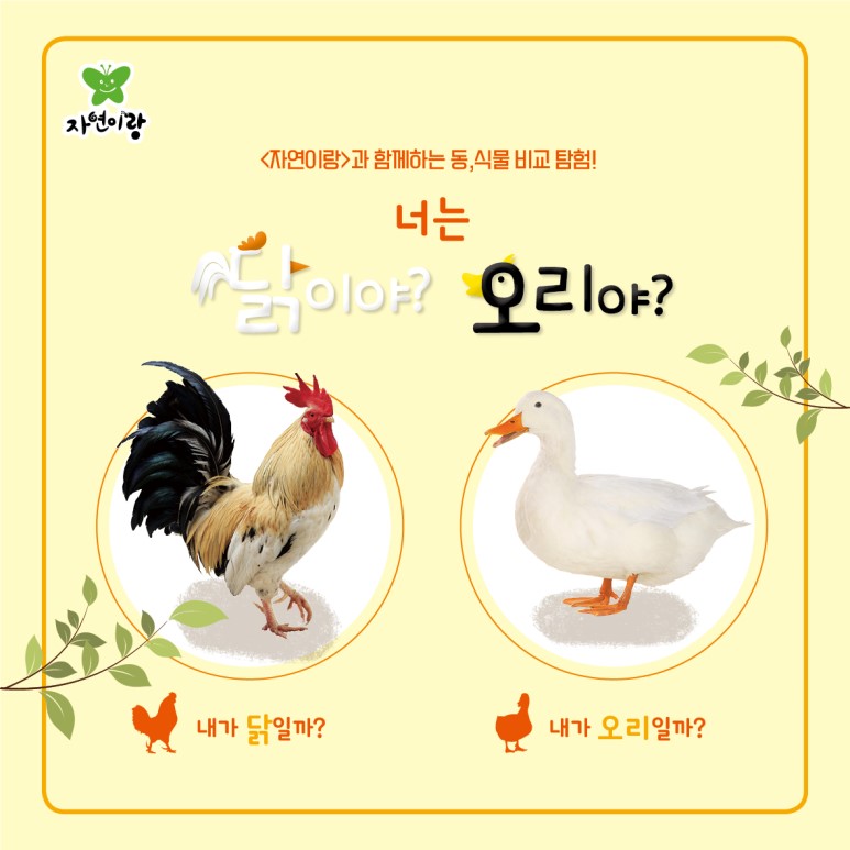 닭과 오리 이미지