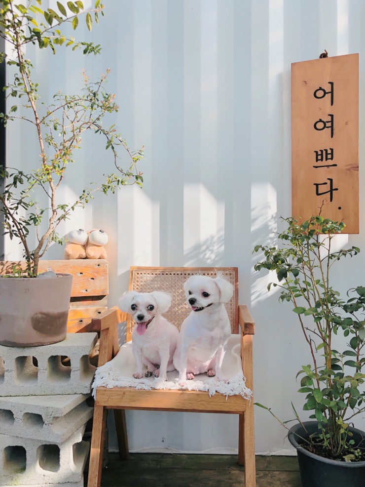 찌니베베 이미지