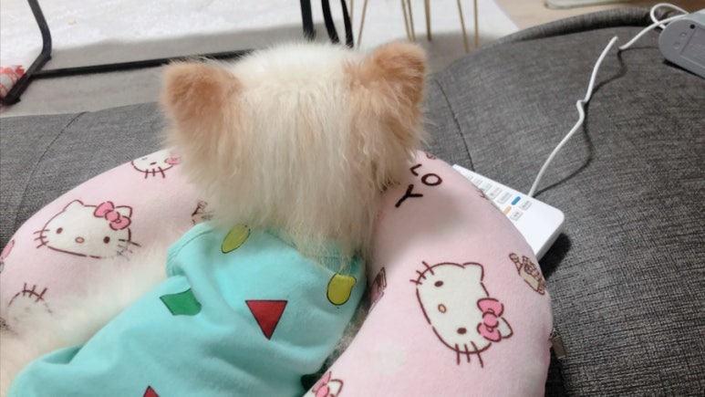 블래니 이미지