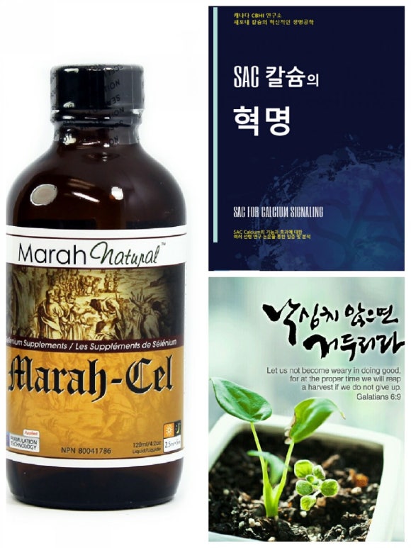 섹칼슘 이미지