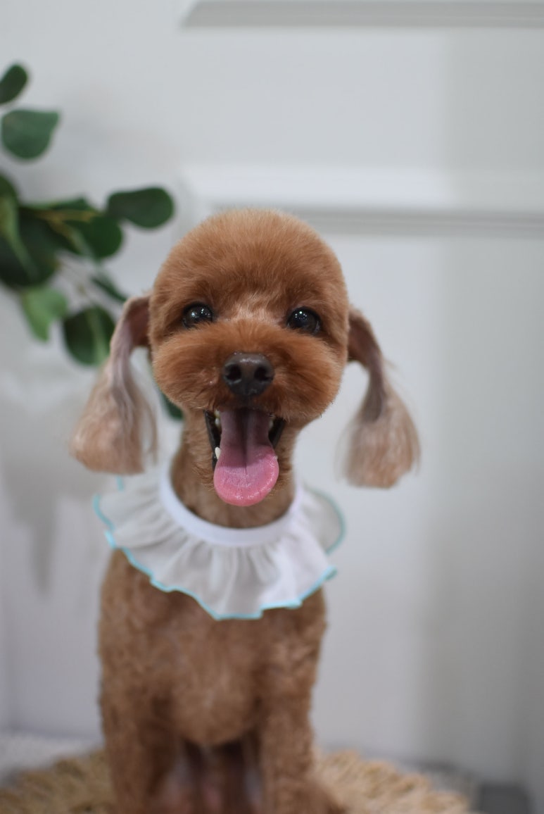 치치살롱 이미지
