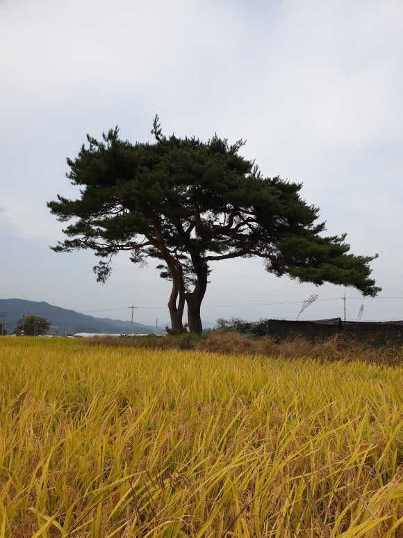 노봉혼불문학마을 이미지