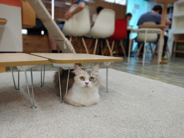 고양이별캣카페 이미지