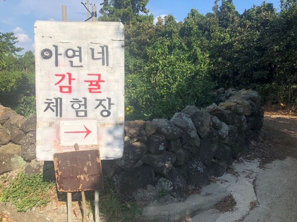 아연네감귤체험농장 이미지