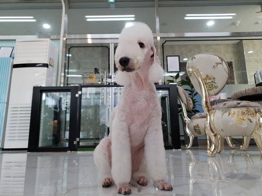 디스타일 이미지