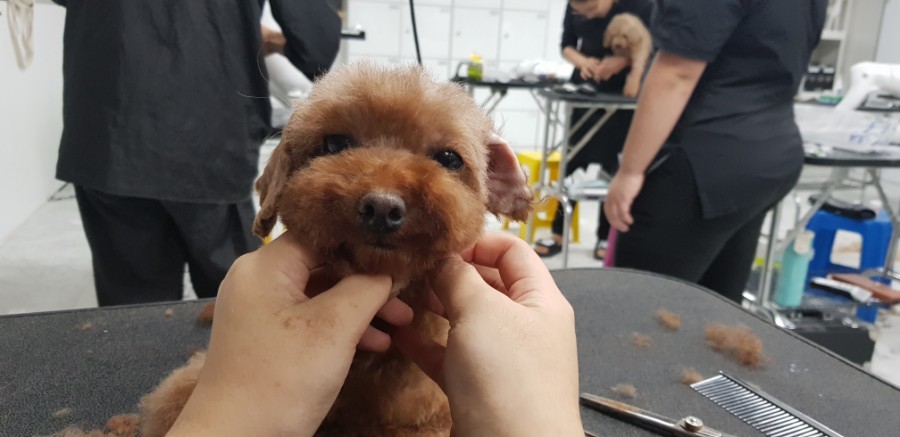 큐브애견미용학원 이미지