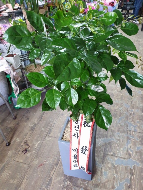 변씨네미장원 이미지